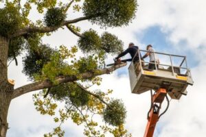 certified arborists using equipment to trim the upper branches of a tree