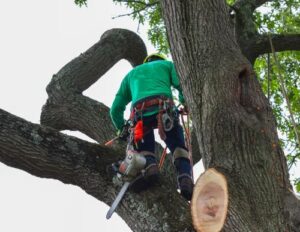 a certified arborist removing upper branches from a tree