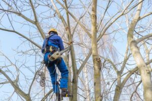 a certified arborist trimming the upper branches in a tree