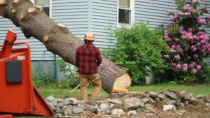 Large tree being removed from a residential property