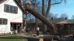 Residential tree removal