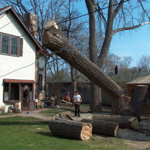 Hazardous tree being removed