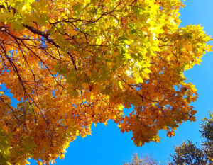 Stunning tree with fall colors