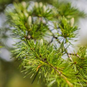 Beautiful tree up close