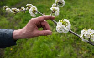 A hand touching a tree branch covered in flowers