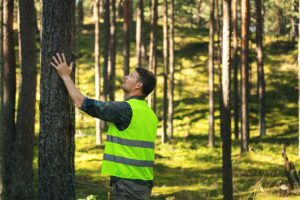 Professional tree service employee inspecting a tree in a wooded area